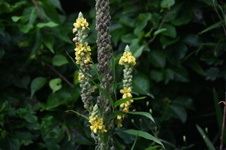 Great mullein (Verbascum thapsus) flowers. A hairy plant in the Scrophulariaceae family that...