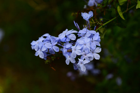 Blue plumbago flowers. Plumbaginaceae evergreen tropical shrub. The cool blue and white flowers...