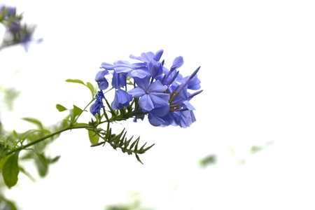 Blue plumbago flowers. Plumbaginaceae evergreen tropical shrub. The cool blue and white flowers...