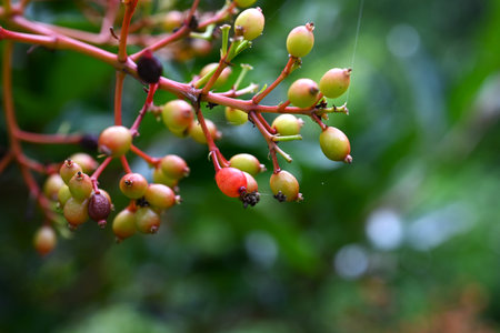 Sweet viburnum ( Viburnum odoratissimum ) berries. The berries ripen red in summer. In Japan, they...