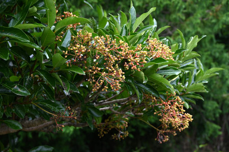 Sweet viburnum ( Viburnum odoratissimum ) berries. The berries ripen red in summer. In Japan, they...