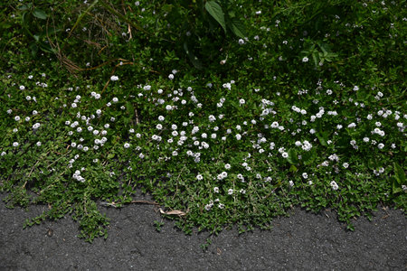 Phyla canescens (Lippia) flowers. Vervenaceae perennial plants. They bloom in large numbers from summer to autumn with small white flowers and are often used as ground cover.の写真素材