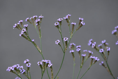 Brazilian vervain (Verbena brasiliensis) flowers. Verbenaceae perennial plants. Grows along...