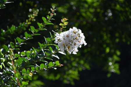 Crepe myrtle white flowers. Lythraceae deciduous tree. Pink or white, curly six-petaled flowers...