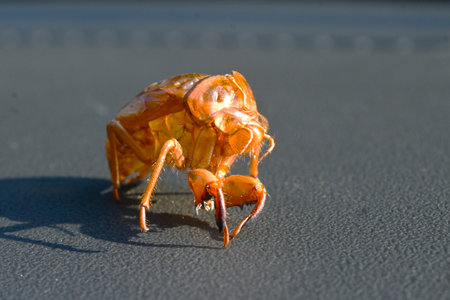 Morphology of cicadas. Insect background material. Cicadas live as larvae underground for seven...