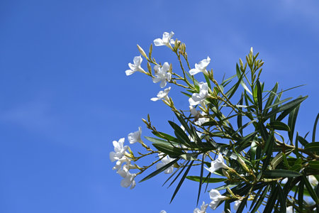 Oleander white flowers. Apocynaceae evergreen shrub. A poisonous plant. It blooms in summer with red...