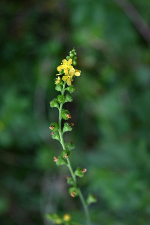 Agrimonia pilosa flowers. Rosaceae perennial plants. Five-petaled yellow flowers bloom in racemes...