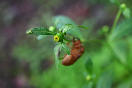 Carpesium divaricatum flowers. Asteraceae perennial plants. They grow in slightly dark places in...