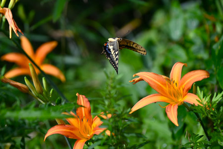 Beautiful swallowtail butterflies. Arthropoda lepidoptera papilionidae butterfly. Swallowtail butterflies belong to the largest group of butterflies.の写真素材