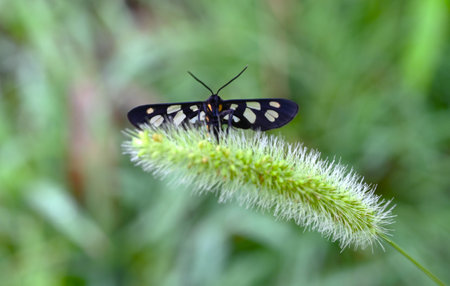 Amata fortunei (Japanese nine-spotted moth). Arthropoda Lepidoptera Arctiidae Syntominae Noth. It has black wings with white spots and part of its abdomen is yellow.の写真素材
