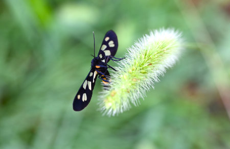 Amata fortunei (Japanese nine-spotted moth). Arthropoda Lepidoptera Arctiidae Syntominae Noth. It has black wings with white spots and part of its abdomen is yellow.の写真素材