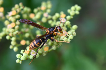A Polistes jokahamae (Dark-waist Paper Wasp) sucking nectar from Bushkiller flowers. Vespidae...
