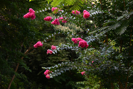 The vivid red flowers are in bloom. Deciduous tree. The tree has smooth bark and flowers bloom for a...