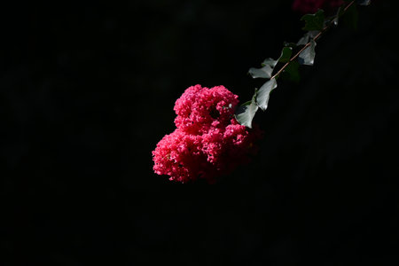 The vivid red flowers of the crape myrtle are in bloom. Lythraceae deciduous tree. The tree has...