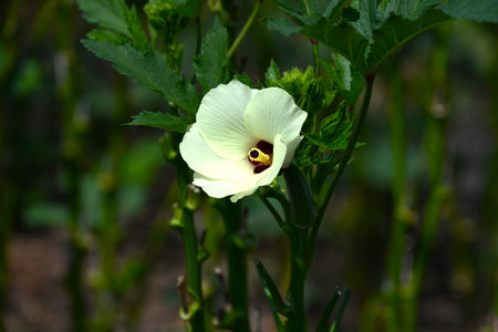 Okra cultivation. An edible fruit of the Malvaceae . Okra is a green and yellow vegetable rich in...