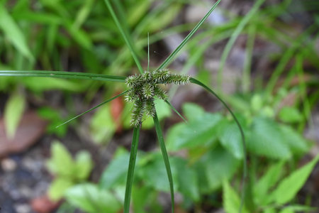 Cyperus cyperoides (Pacific island flatsedge). Cyperaceae perennial plants. Brush-like flower spikes...