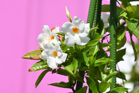 Mandevilla flowers. Apocynaceae tropical vine. This flower is a cultivar developed from the Mandevilla native to the tropics of Central and South America.の写真素材