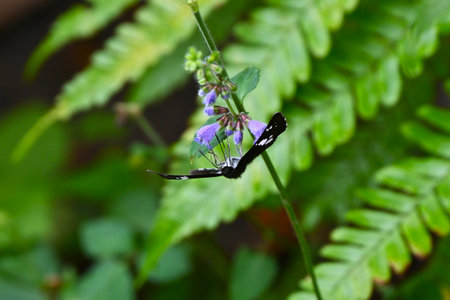 Salvia japonica (East Asian sage) flowers. Lamiaceae perennial plants. Pale purple lip-shaped flowers bloom in spikes from July to November.の写真素材