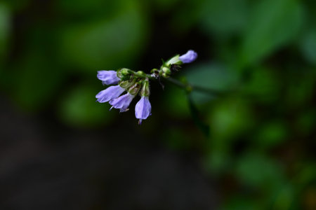 Salvia japonica (East Asian sage) flowers. Lamiaceae perennial plants. Pale purple lip-shaped flowers bloom in spikes from July to November.の写真素材