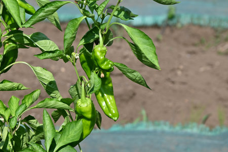 Green pepper cultivation. Solanaceae annuum vegetables. A nutritious green and yellow vegetable, it is planted around May and harvested from July to October.の写真素材