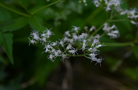 Boneset (Eupatorium makinoi) flowers. Asteraceae perennial plants. Small white tubular flowers bloom...