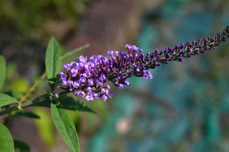 Buddleja davidii flowers. Scrophulariaceae deciduous shrub. It is called the Butterfly bush because the sweetly fragrant cone-shaped flowers attract butterflies.の写真素材