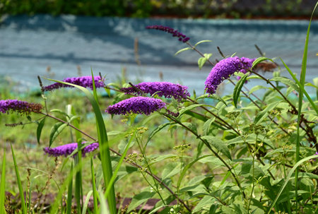 Buddleja davidii flowers. Scrophulariaceae deciduous shrub. It is called the Butterfly bush because...