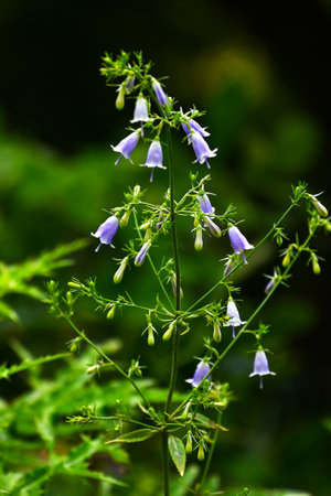 Adenophora triphylla (Japanese lady bell) flowers. Campanulaceae perennial plants. Pale purple bell-shaped flowers bloom downward from summer to early autumn.の写真素材