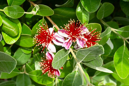 Feijoa blooms beautifully in the summer and produces fragrant, sweet-and-sour fruit in the fall. Myrtaceae family evergreen tropical fruit tree.の写真素材