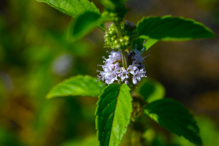 Mint flowers. Lamiaceae Mentha perennial herb. There are many varieties around the world, and the leaves are used for food, fragrance, medicine, etc.の写真素材