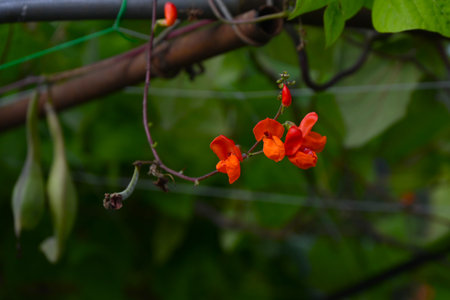 Scarlet runner bean ( Phaseolus coccineus ) flowers.Fabaceae vine vegetables.Scarlet, butterfly-shaped flowers bloom in summer and black-spotted beans appear in autumn.の写真素材