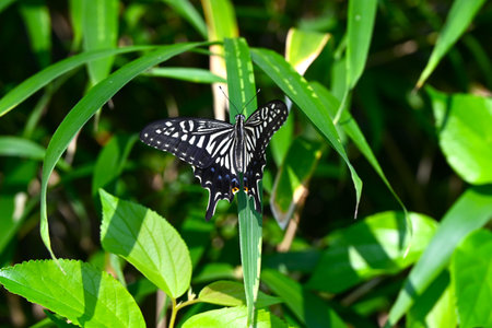 A female Asian swallowtail. Arthropoda Insecta Lepidoptera Papilionidae Butterfly. The female is...