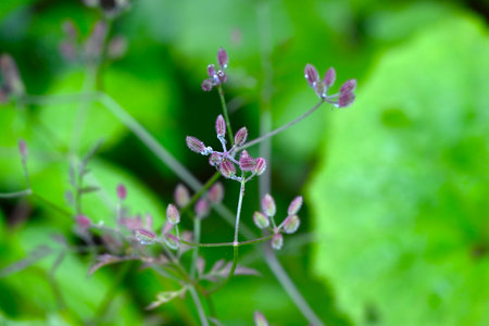 Torilis scabra (Rough hedge parsley) fruits. A biennial plant of the Apiaceae family. The fruits are...