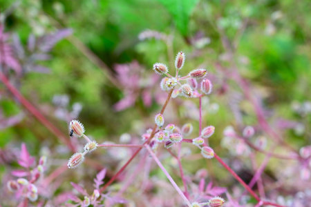 Torilis scabra (Rough hedge parsley) fruits. A biennial plant of the Apiaceae family. The fruits are...