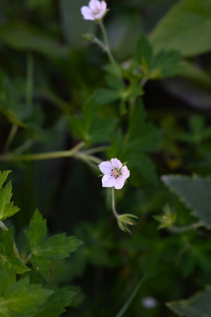 Geranium thunbergii flowers. White flowers with pale purple stripes bloom. Young leaves are edible and are also used as a medicinal herb for diarrhea and gastrointestinal disordersの写真素材