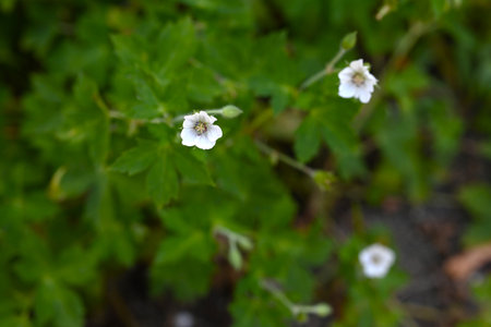 Geranium thunbergii flowers. White flowers with pale purple stripes bloom. Young leaves are edible and are also used as a medicinal herb for diarrhea and gastrointestinal disordersの写真素材