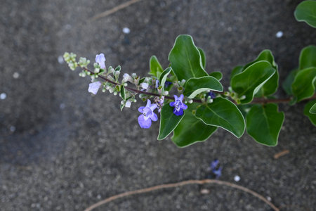 Beach vitex (Vitex rotundifolia) flowers. Lamiaceae evergreen shrub. It grows in clusters on sandy...