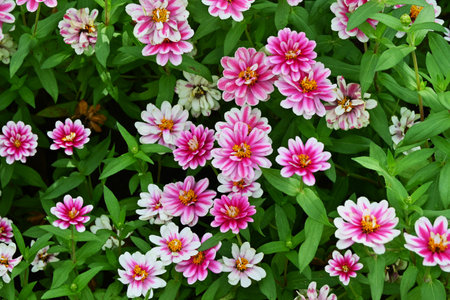 Zinnia flowers add color to flower beds. Asteraceae annual plants. These flowers bloom for a long...