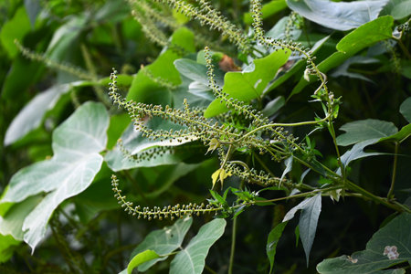 Giant ragweed (Ambrosia trifida). Asteraceae annual weeds. A monoecious, wind-pollinated plant that...