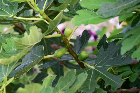 Fig fruits (Ficus carica). Moraceae Dioecious deciduous fruit tree. The fruits ripen in autumn and...