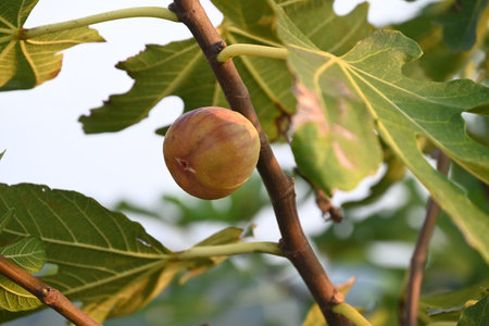 Fig fruits (Ficus carica). Moraceae Dioecious deciduous fruit tree. The fruits ripen in autumn and...