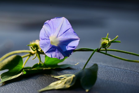 Morning glory flowers are a symbol of summer in Japan. This is a seasonal flower background...