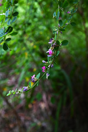 Lespedeza bicolor (Bush clover) flowers. Japanese name 'Yamahagi'. Fabaceae deciduous shrub....