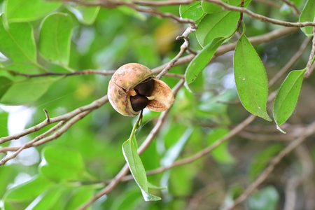 Camellia fruits (Capsules). An evergreen shrub of the Theaceae family native to Japan. The fruits...