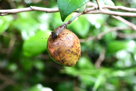 An evergreen shrub of the Theaceae family native to Japan. The fruits (capsules) ripen in autumn and...