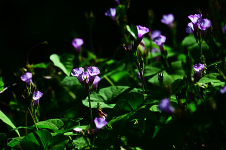 Ipomoea triloba ( Little bell morning glory ) flowers. Convolvulaceae annual vine. Pale pink...