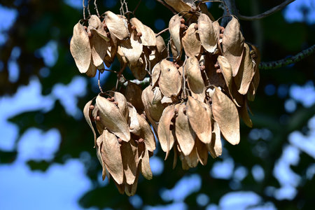 Chinese parasol tree (Firmiana simplex) leaves, fruits (capsules), and seeds. Malvaceae deciduous...