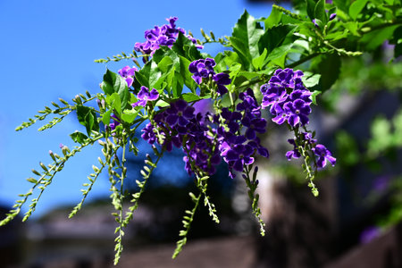 Duranta erecta (Golden dewdrop) flowers. Vervenaceae evergreen shrub. Blue-purple flowers hang down...