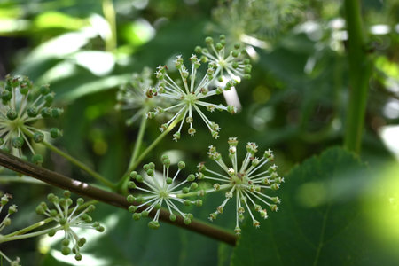 Japanese spikenard (Aralia cordata) flowers. Japanese name 'Udo'. Araliaceae native to Japan, it...