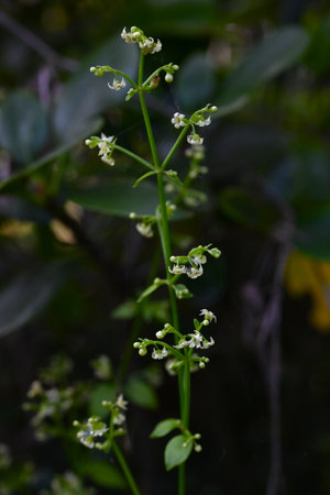 Madder (Rubia argyi) flowers. Japanese nane 'Akane'. Rubiaceae perennial vine. Small pale yellow flowers bloom in early autumn. The roots are madder red and can be used as a dye.の写真素材